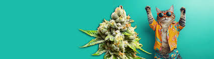 Discover the Best Regular Autoflower Seeds USA for Your Indoor and Outdoor Garden Discover the Best Regular Autoflower Seeds USA for Your Indoor and Outdoor Garden